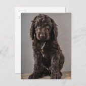 Niedliche Kleintiere | Cockapoo Welpe Postkarte (Vorne/Hinten)