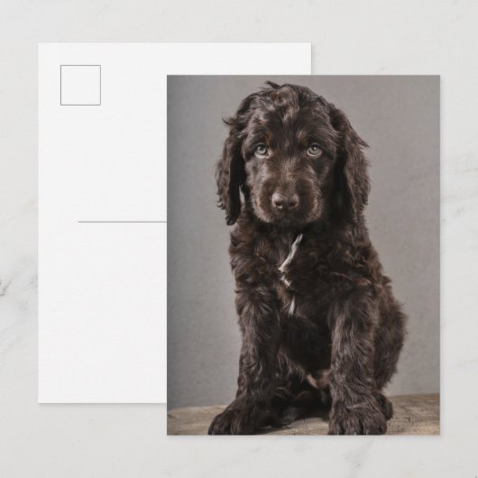 Niedliche Kleintiere | Cockapoo Welpe Postkarte (Vorne/Hinten)