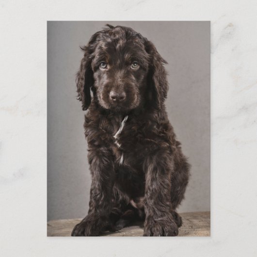 Niedliche Kleintiere | Cockapoo Welpe Postkarte (Vorderseite)