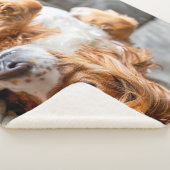 Niedliche Kleintiere | Cocker Spanel Sherpadecke (3/4)