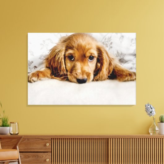 Niedliche Kleintiere | Cocker Spaniel Puppy Leinwanddruck (Insitu (Wohnzimmer))