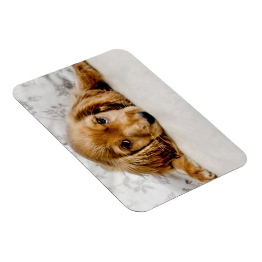 Niedliche Kleintiere | Cocker Spaniel Puppy Magnet (Rechte Seite)