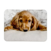 Niedliche Kleintiere | Cocker Spaniel Puppy Magnet (Horizontal)