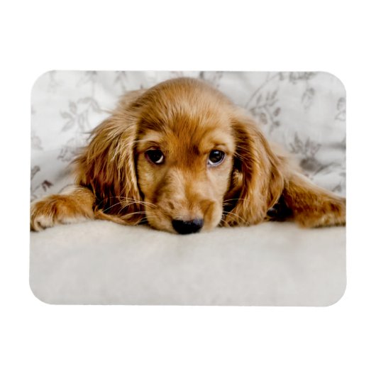 Niedliche Kleintiere | Cocker Spaniel Puppy Magnet (Horizontal)