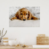 Niedliche Kleintiere | Cocker Spaniel Puppy Poster (Küche)