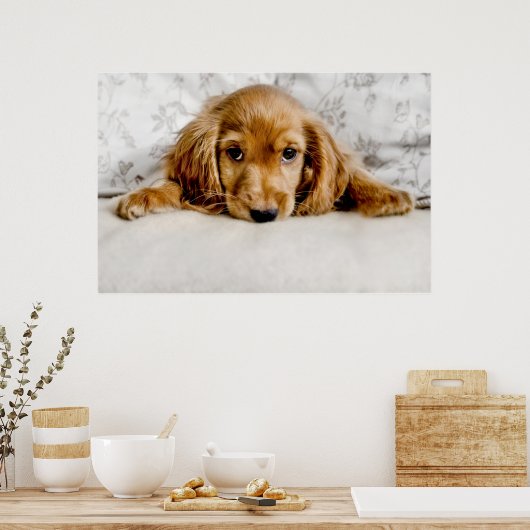 Niedliche Kleintiere | Cocker Spaniel Puppy Poster (Küche)
