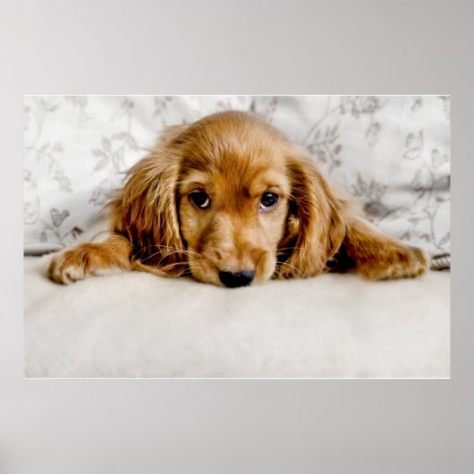 Niedliche Kleintiere | Cocker Spaniel Puppy Poster (Vorne)