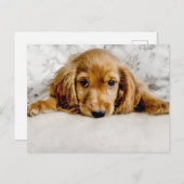 Niedliche Kleintiere | Cocker Spaniel Puppy Postkarte (Vorne/Hinten)