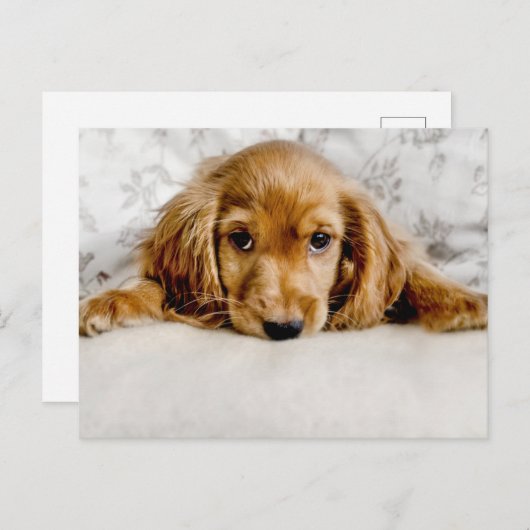 Niedliche Kleintiere | Cocker Spaniel Puppy Postkarte (Vorne/Hinten)