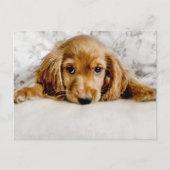 Niedliche Kleintiere | Cocker Spaniel Puppy Postkarte (Vorderseite)