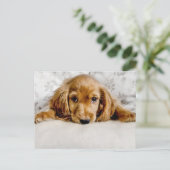 Niedliche Kleintiere | Cocker Spaniel Puppy Postkarte (Stehend Vorderseite)