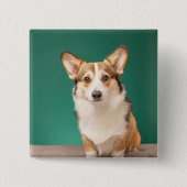 Niedliche Kleintiere | Corgi auf Aquamarin Button (Vorderseite)