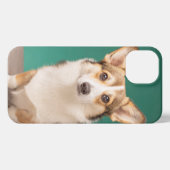 Niedliche Kleintiere | Corgi auf Aquamarin iPhone Hülle (Rückseite (Horizontal))