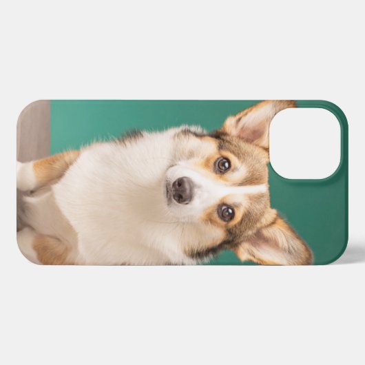Niedliche Kleintiere | Corgi auf Aquamarin iPhone Hülle (Rückseite (Horizontal))