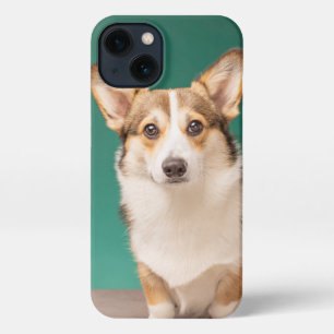 Niedliche Kleintiere   Corgi auf Aquamarin iPhone 13 Hülle