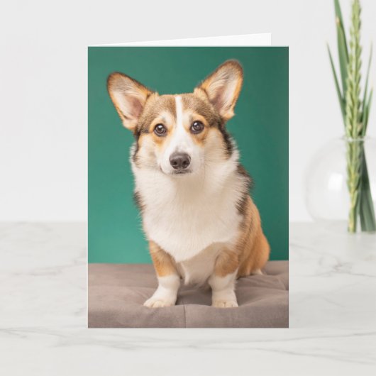 Niedliche Kleintiere | Corgi auf Aquamarin Karte (Vorderseite)