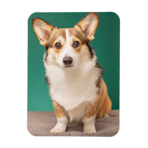 Niedliche Kleintiere Corgi auf Aquamarin Magnet