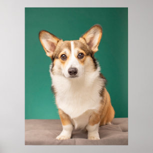 Niedliche Kleintiere   Corgi auf Aquamarin Poster