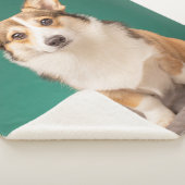 Niedliche Kleintiere | Corgi auf Aquamarin Sherpadecke (3/4)