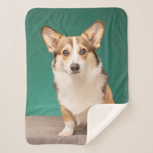 Niedliche Kleintiere | Corgi auf Aquamarin Sherpadecke (Vorderseite)