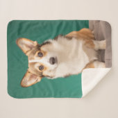 Niedliche Kleintiere | Corgi auf Aquamarin Sherpadecke (Vorderseite (Horizontal))