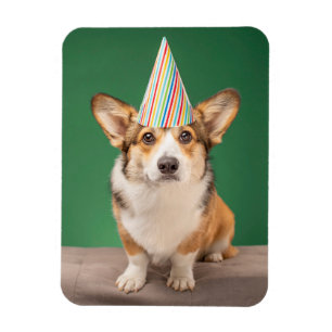 Niedliche Kleintiere Corgi Birthday Welppy Magnet