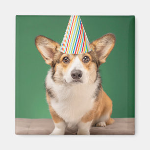 Niedliche Kleintiere Corgi Birthday Welppy Magnet