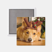Niedliche Kleintiere | Corgi Christmas Reindeer Magnet (Vorderseite/Rückseite)