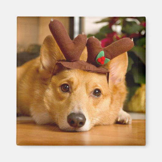 Niedliche Kleintiere | Corgi Christmas Reindeer Magnet (Vorne)