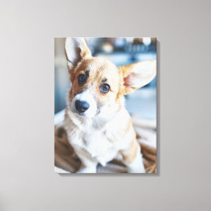 Niedliche Kleintiere Corgi Head Tilt Leinwanddruck