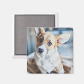 Niedliche Kleintiere | Corgi Head Tilt Magnet (Vorderseite/Rückseite)