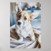 Niedliche Kleintiere | Corgi Head Tilt Poster (Vorne)
