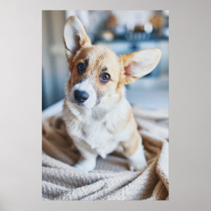 Niedliche Kleintiere Corgi Head Tilt Poster