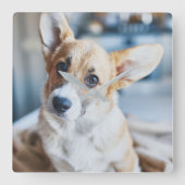Niedliche Kleintiere | Corgi Head Tilt Quadratische Wanduhr (Vorderseite)
