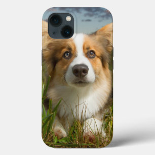 Niedliche Kleintiere Corgi in Cloudy Yard Case-Mate iPhone Hülle