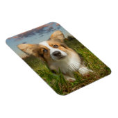 Niedliche Kleintiere | Corgi in Cloudy Yard Magnet (Rechte Seite)