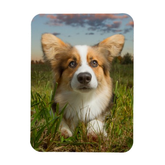 Niedliche Kleintiere | Corgi in Cloudy Yard Magnet (Vertikal)