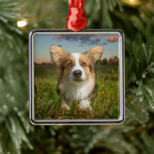 Niedliche Kleintiere Corgi in Cloudy Yard Ornament Aus Metall
