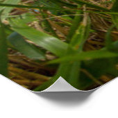 Niedliche Kleintiere | Corgi in Cloudy Yard Poster (Ecke)