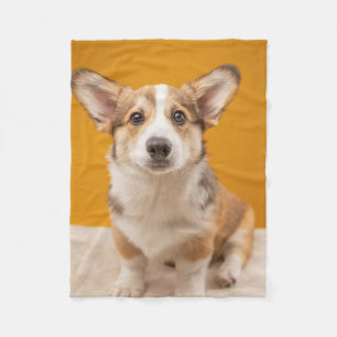 Niedliche Kleintiere   Corgi Portrait auf Orange Fleecedecke