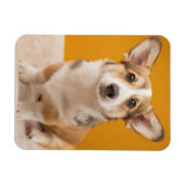 Niedliche Kleintiere | Corgi Portrait auf Orange Magnet (Horizontal)