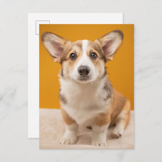 Niedliche Kleintiere | Corgi Portrait auf Orange Postkarte (Vorne/Hinten)