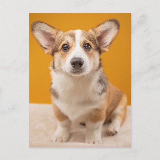 Niedliche Kleintiere | Corgi Portrait auf Orange Postkarte (Vorderseite)