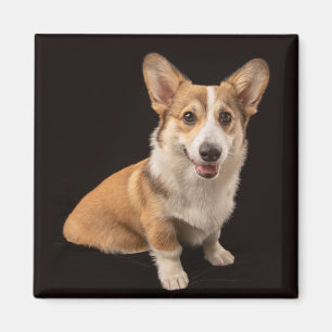 Niedliche Kleintiere   Corgi-Portrait auf Schwarz Magnet