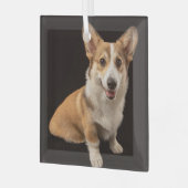 Niedliche Kleintiere | Corgi-Portrait auf Schwarz Ornament Aus Glas (Vorderseite links)