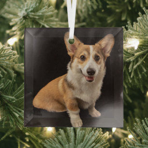 Niedliche Kleintiere Corgi-Portrait auf Schwarz Ornament Aus Glas