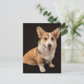 Niedliche Kleintiere | Corgi-Portrait auf Schwarz Postkarte (Stehend Vorderseite)