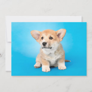 Niedliche Kleintiere Corgi Puppy auf blau Dankeskarte