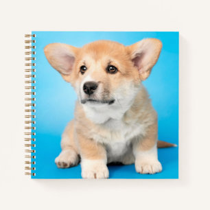 Niedliche Kleintiere   Corgi Puppy auf blau Notizblock