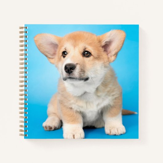 Niedliche Kleintiere | Corgi Puppy auf blau Notizblock (Vorderseite)